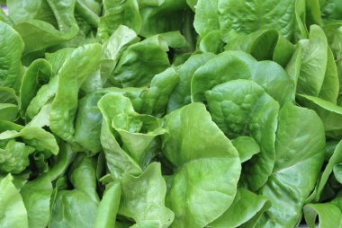 Süpermarkette Yeşil Salata Marulu