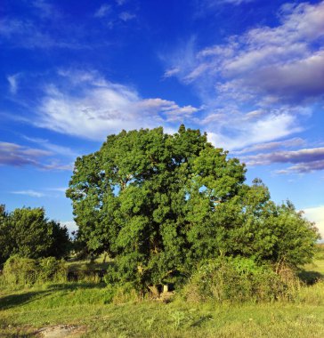 Vitigudino 'da her bir ülke yolunu çevreleyen yabani bitki örtüsünü düşünerek kır yürüyüşü..