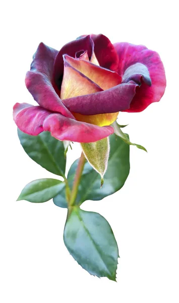 Rosa Bicolore Viola Gialla Sul Suo Ramo Rosa Isolata Fondo — Foto Stock