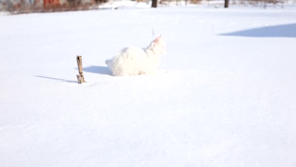 Witte Kat Ziet Voor Het Eerst Sneeuw Sneeuw Gegooid — Stockvideo