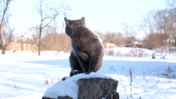 灰色の家畜猫は冬に初めて雪を見る — ストック動画