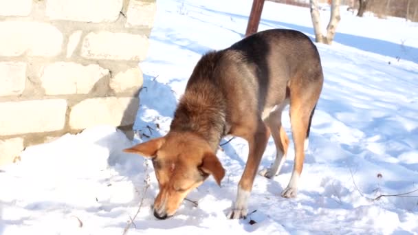 Pes Bez Domova Zimě Kost Sněhu — Stock video