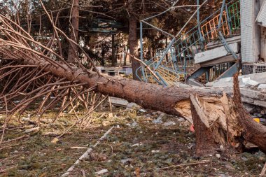 Ukrayna 'da savaş, Ukrayna' daki bir anaokulunun bombalanmasından sonra şarapnellerden zarar gören bir ağaç.