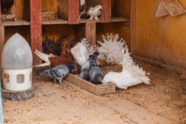 Safkan güvercinler güvercinlikte yer.