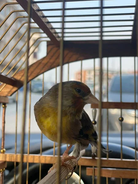 Plan Rapproché Oiseau Dans Cage — Photo