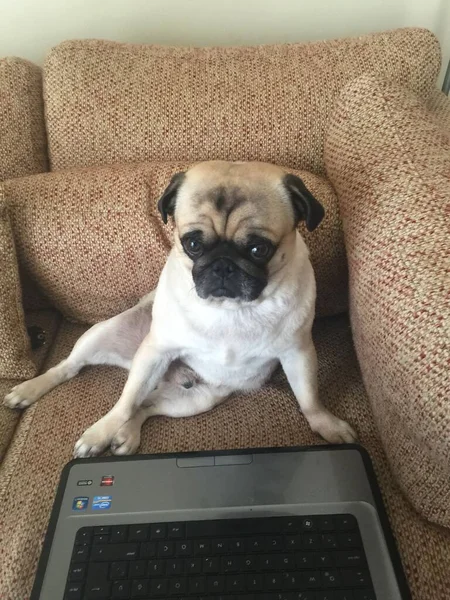 Cute Dog Laptop — Stock Photo, Image