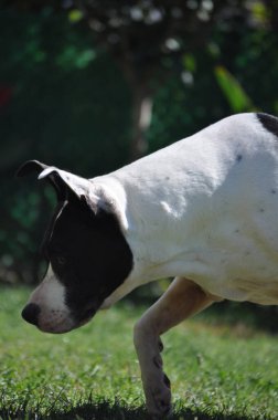 beyaz ve siyah teriyer köpek 