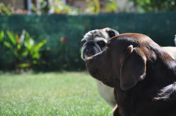 Due Cani Giardino — Foto Stock