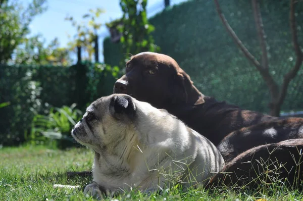 Due Cani Carlino Sfondo Verde — Foto Stock