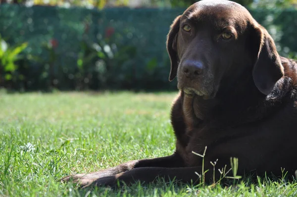 Schoko Labrador Retriever Liegt Gras — Stockfoto