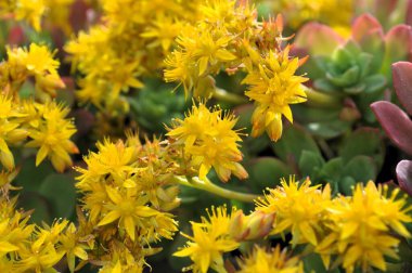 Bahçedeki güzel çiçekler 