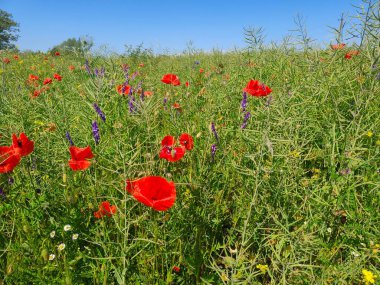Bir tarlada kırmızı çiçekler 
