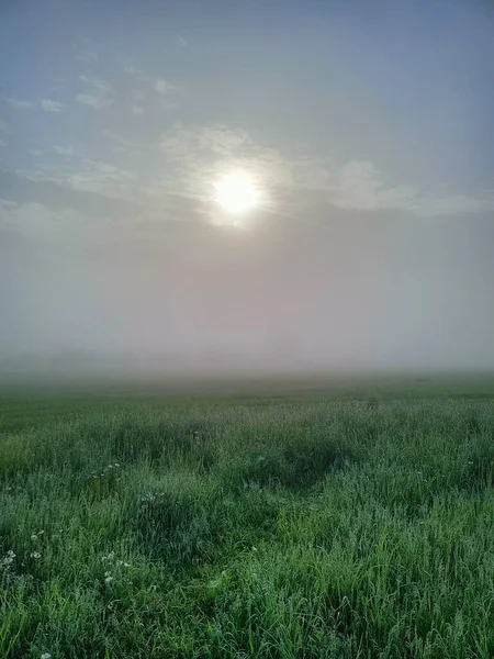 Прекрасный Снимок Поля Зеленой Пшеницы Посреди Туманного Леса — стоковое фото