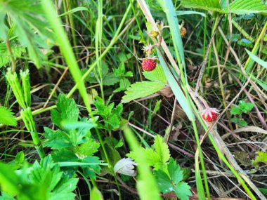 Yeşil çimenlerin üzerinde çilek 