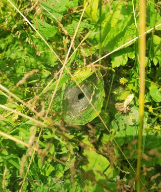 Ormanda yeşil çimenler ve örümcek ağı