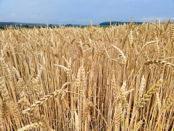 田舎の小麦畑では — ストック写真