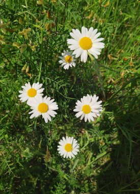 Tarlada güzel parlak papatyalar.