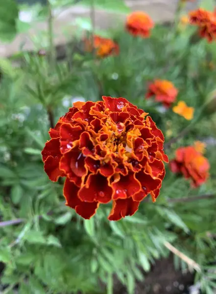 Красный Цветок Саду Роса — стоковое фото
