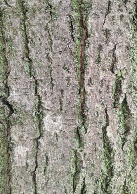 Eski tahta duvar dokusu