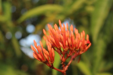 Ixora chinensis veya soka çiçeği. Tropiklerde yetişen küçük ama güzel kırmızı çiçekleri olan bir bitkidir..