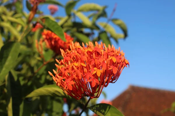 Ixora Chinensis Flor Soka Uma Planta Com Pequenas Mas Belas — Fotografia de Stock