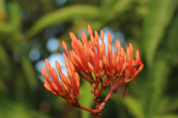 Ixora Chinensis Eller Soka Blomst Plante Med Små Men Smukke - Stock-foto