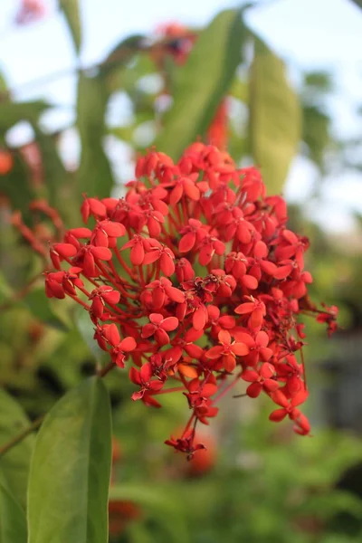 Ixora Chinensis Або Квітка Рослина Крихітними Але Красивими Червоними Квітами — стокове фото