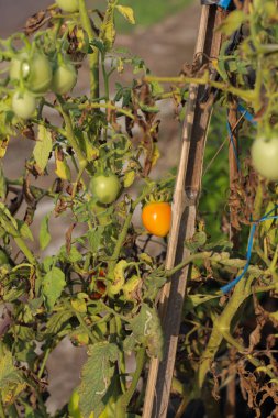 Serada yetişen ve hasat etmeye hazır güzel kırmızı domatesler..
