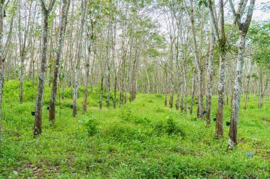 Kauçuk ağacı endüstriyel orman. Batı Java, Endonezya 'daki lastik tarlası..