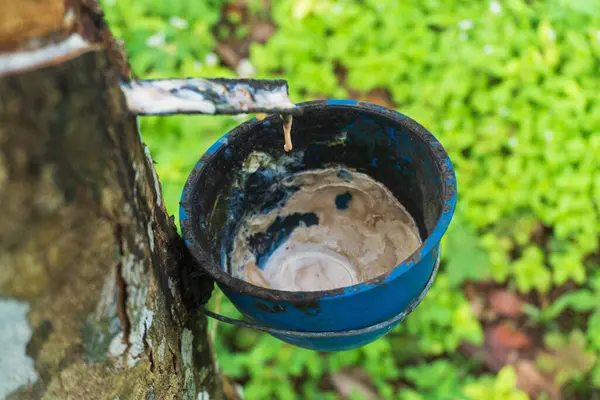 Kauçuk ağacı (Hevea brasiliensis), kauçuk üretimi için hasat edilen, lateksiyle bilinen tropikal bir bitkidir..