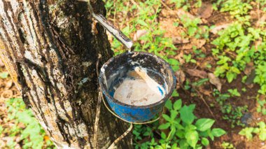 Kauçuk ağacı (Hevea brasiliensis), kauçuk üretimi için hasat edilen, lateksiyle bilinen tropikal bir bitkidir..