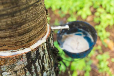 Kauçuk ağacı (Hevea brasiliensis), kauçuk üretimi için hasat edilen, lateksiyle bilinen tropikal bir bitkidir..