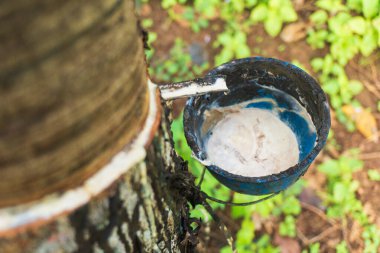Kauçuk ağacı (Hevea brasiliensis), kauçuk üretimi için hasat edilen, lateksiyle bilinen tropikal bir bitkidir..
