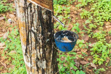 Kauçuk ağacı (Hevea brasiliensis), kauçuk üretimi için hasat edilen, lateksiyle bilinen tropikal bir bitkidir..