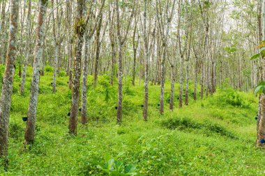 Kauçuk ağacı endüstriyel orman. Batı Java, Endonezya 'daki lastik tarlası..