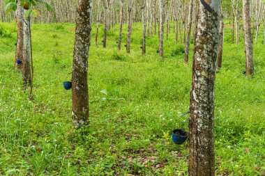 Kauçuk ağacı endüstriyel orman. Batı Java, Endonezya 'daki lastik tarlası..