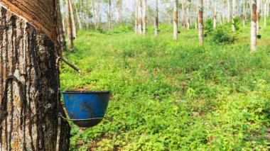 Kauçuk ağacı endüstriyel orman. Batı Java, Endonezya 'daki lastik tarlası..