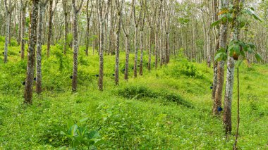 Kauçuk ağacı endüstriyel orman. Batı Java, Endonezya 'daki lastik tarlası..