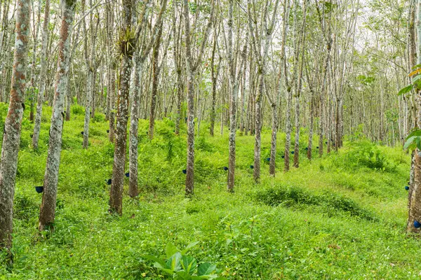 Kauçuk ağacı endüstriyel orman. Batı Java, Endonezya 'daki lastik tarlası..