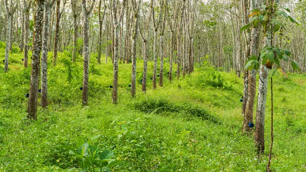 Kauçuk ağacı endüstriyel orman. Batı Java, Endonezya 'daki lastik tarlası..