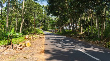 Tropikal ağaçlarla kaplı dolambaçlı kırsal bir yol yol, yol kenarındaki taze kütükler, ve parlak, güneşli bir gökyüzünün altında yemyeşil bir yer..