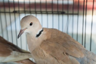 Evcil hayvan dükkanındaki kuş kafesinde Güzel bir berber güvercini.