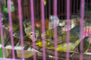 Apalopteron javanicum - Javan Heleia. Güneydoğu Asya 'nın tropikal ormanlarına özgü minik bir ötücü kuş. Evcil hayvan dükkanlarında kafeste satılıyor..