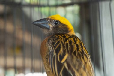 Asya Altın Weaver Ploceus Manyar. Kuş kafesinde Evcil Hayvan Dükkanında Satış