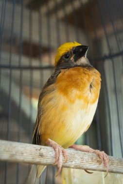 Asya Altın Weaver Ploceus Manyar. Kuş kafesinde Evcil Hayvan Dükkanında Satış