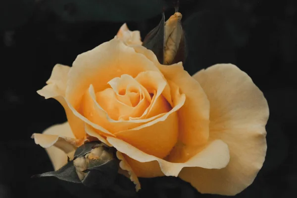 一张漂亮的黄色玫瑰的特写照片 — 图库照片
