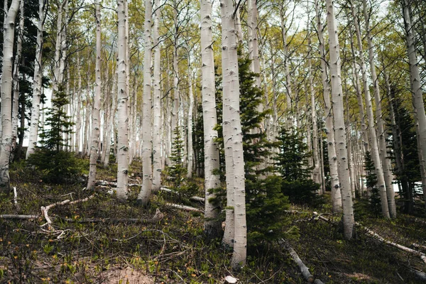 Albero Una Foresta Con Molti Alberi — Foto Stock