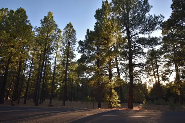 Bosque Pinos Atardecer California — Foto de Stock