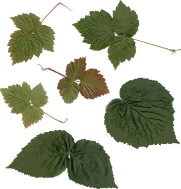 Beyaz arkaplanda yeşil yapraklar var 