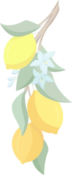 Gele Bloemen Van Citroenboom Tak — Stockfoto